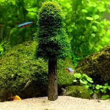 Tanks: Christmas Moss Tree Holder