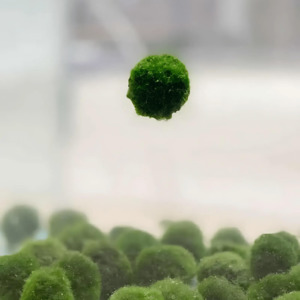 Tanks: Floating Moss Ball Holder