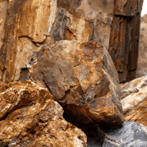 Petrified Wood Stone