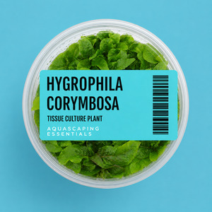 Hygrophila Corymbosa Tissue Culture (Aquascaping Essentials)