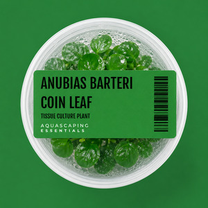 Anubias Barteri 'Coin Leaf' Tissue Culture (Aquascaping Essentials)