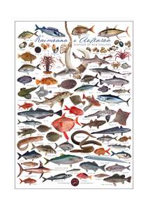 Posters Tea Towels T Shirts Aprons: Kaimoana o Aotearoa - Seafood of New Zealand archival print