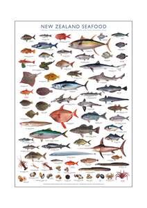 Posters Tea Towels T Shirts Aprons: New Zealand Iconic Seafood Poster ( A1 size841mm x 594mm)