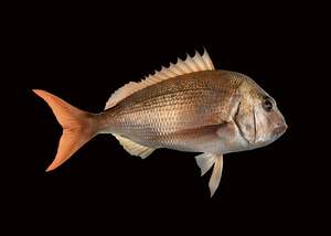 Castlepoint Beach Horse Race: Snapper