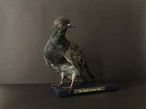 The Magnificent Common Pigeon