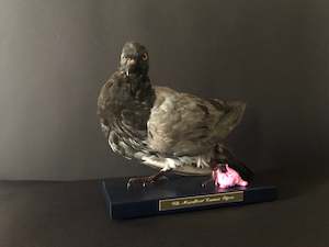 Antionette Ratcliffe: The Magnificent Common Pigeon - Bubblegum