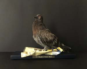 The Magnificent Common Pigeon - Crisps