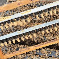 Nz Beekeeping Services: Unmated Queen Cells