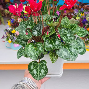 Products: Potted plant -$90 The Barefoot Florist