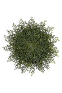 All Things Christmas: Cedar Round Placemat