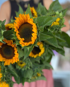 Fresh Flowers Currently Unavailable: Single Sunflower | Valentines Day 2026