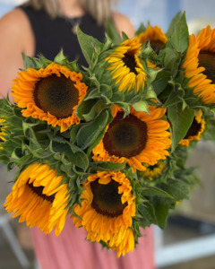 Sunflowers | Valentines 2026