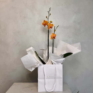 Special Mothers Day Florist Bouquets: Double Orange Phalaenopsis Orchid (Medium plant)