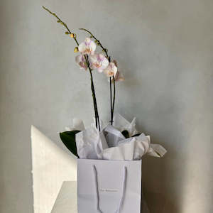 Double Soft Pink Phalaenopsis Orchid (Medium plant)