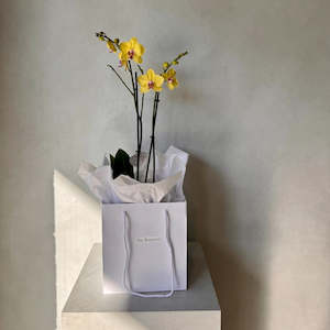 Special Mothers Day Florist Bouquets: Double Yellow Phalaenopsis Orchid (Medium plant)