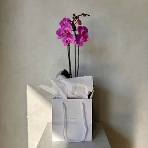 Double Fuschia Phalaenopsis Orchid (Medium plant)