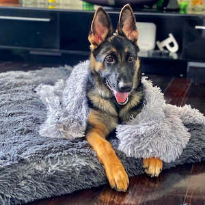 dog: Brooklyn® Deep Sleep Throw
