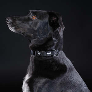 Brooklyn® Featherlight Dog Collar