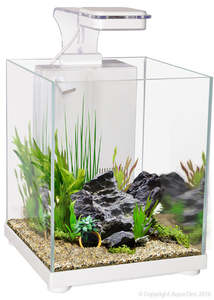 Betta Sanctuary Glass Aquarium 10L Betta Tank White 22.4W By 22.4D By 26.3cm
