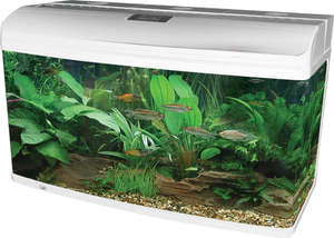 aquariums: Aqua One AR980 AquaStyle Tank Gloss White 215L Aquarium