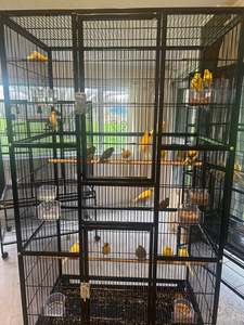 Male Singing Canaries For Sale Price Per Bird Premium Quality