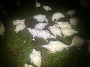 Cobb Roosters