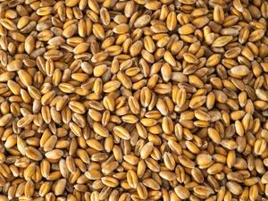 birdfeeding: Topflite Wheat