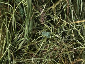 Topflite Meadow Hay