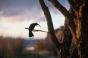 Huia