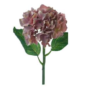 Italian Hydrangea