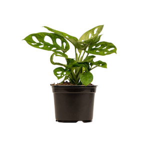 Monstera Monkey Mask 14cm