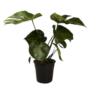 Indoor Plants: Monstera Deliciosa