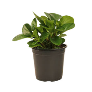 Peperomia Obtusifolia "Peperomia Green" - Indoor Plant
