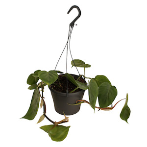 Indoor Plants: Heartleaf Philodendron 14cm