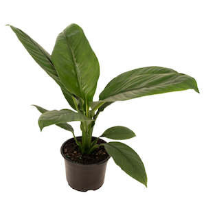 Indoor Plants: Spathiphyllum Sensation 14cm