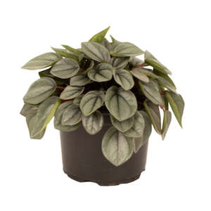 Indoor Plants: Peperomia Milano 12 cm