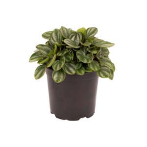 Indoor Plants: Peperomia Royal Princess 12cm