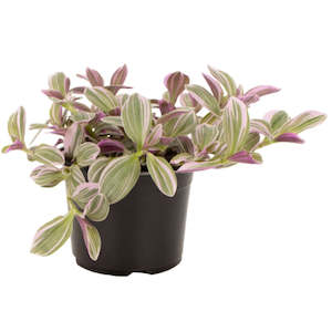 Tradescantia Sweetness 12cm Pot Plant