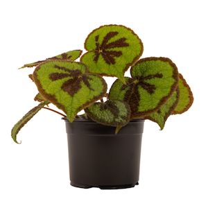 Indoor Plants: Begonia Mountain 14cm