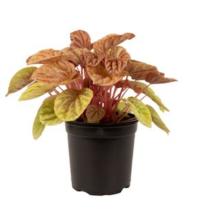 Peperomia Quito 12cm