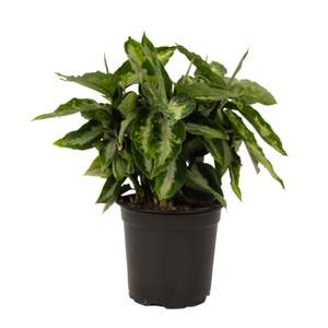 Homeware: Aglanema Pictum - 12cm