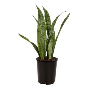 Sansevieria Trifasciata Black Coral 14cm