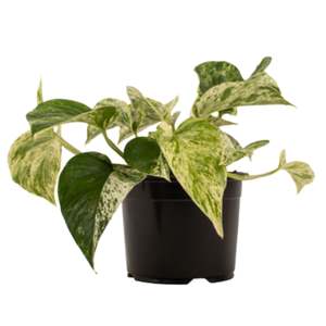 Indoor Plants: Marble Queen 14cm