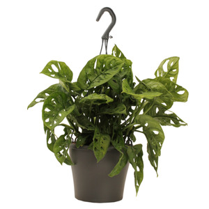 Monstera Monkey Mask - Indoor Plant 17cm