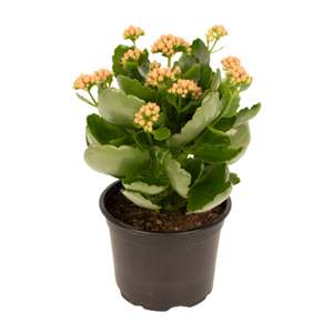Kalanchoe 12cm Pot