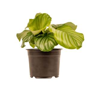 Indoor Plants: Calalthea Orbifolia 14cm Pot Plant