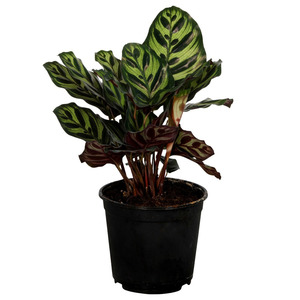 Indoor Plants: Calathea Makoyana 14cm