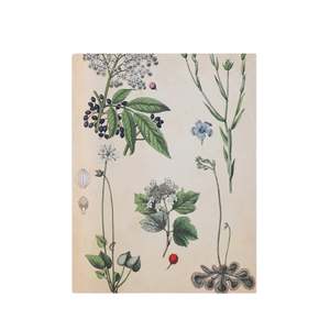Lettuce - Tea Towel - Field Botany