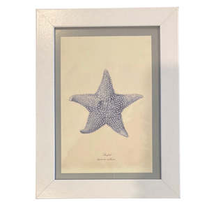 Stars: Framed Vintage Art-Starfish