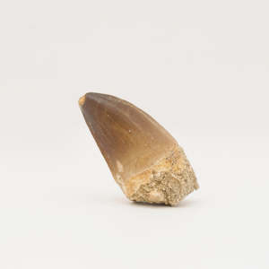 Mosasaur Tooth